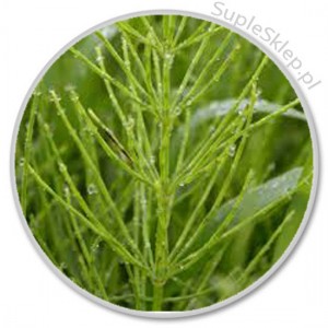 skrzyp polny-(Equisetum Arvense)-beauty formula-