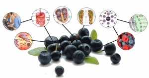 acai-jagody-calivita-suplementy-diety-odchudzanie