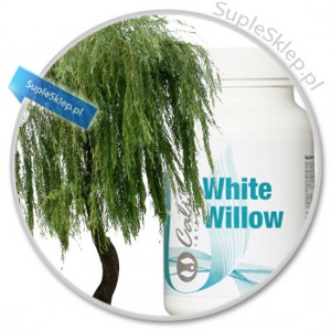 white willow drzewo-wierzba bia?a-white willow calivita-kora białej wierzby-kwas salicylowy-naturalna aspiryna-prawdziwy kwas salicylowy-white willow bar-migreny calviita-white willow dawkowanie-white willow cena-white willow właściwości-kora wierzby właściwości